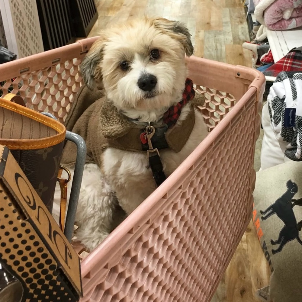 Meet your Posher, Gina